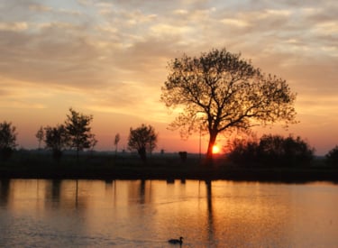 Boom in mooie natuur