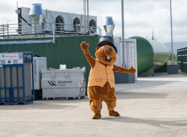 The Kiwa Beaver dancing playfully