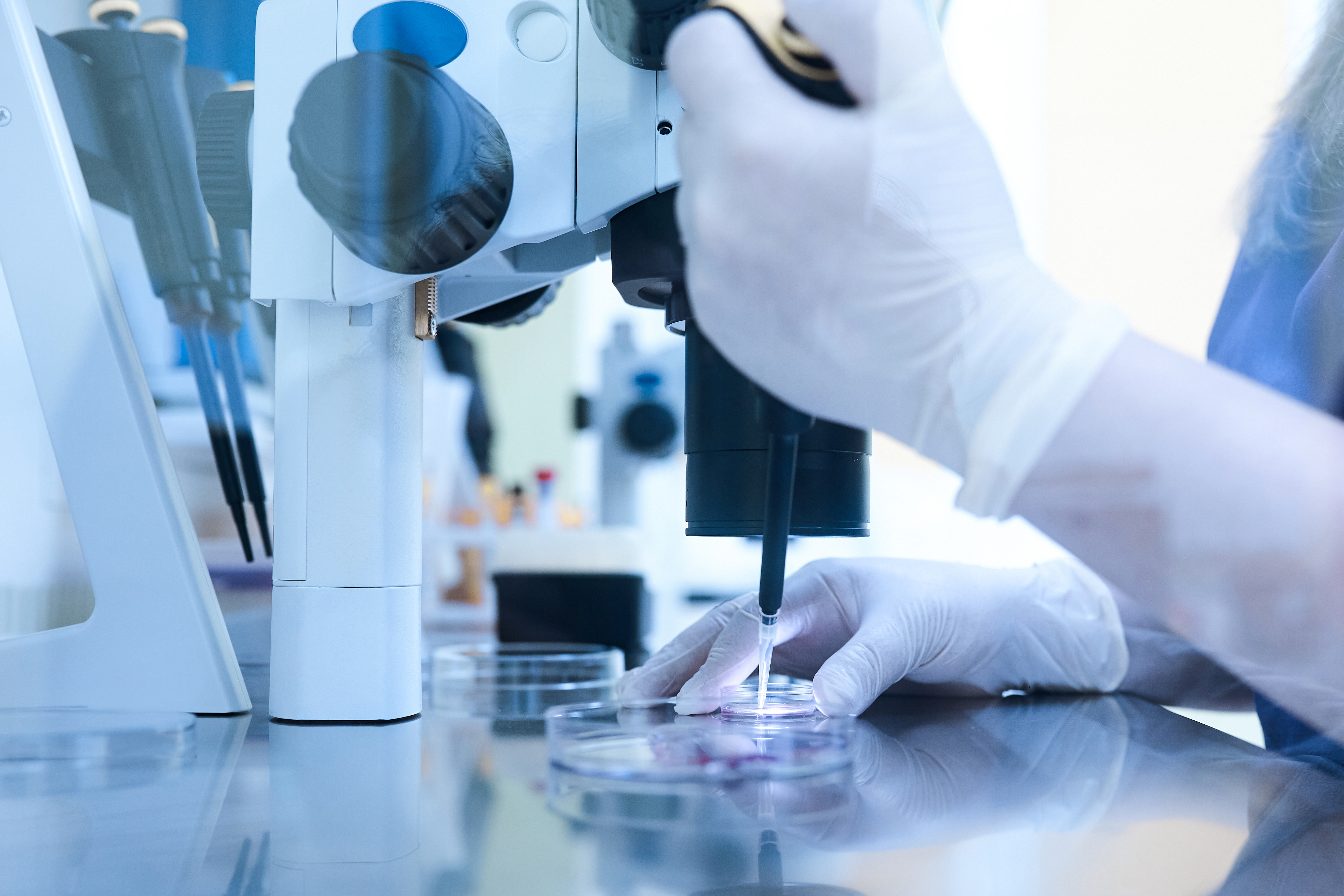 Gloved scientist using a micropipette beside a laboratory microscope, handling samples in petri dishes.