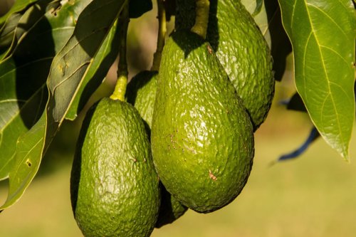 Aguacates verdes colgando del árbol con hojas verdes a su alrededor.