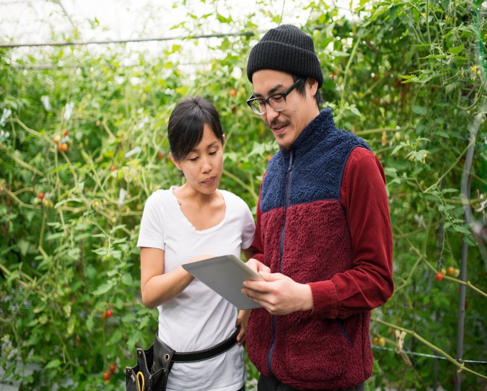 Dos personas de pie en un cultivo o invernadero, revisando una tablet o carpeta entre plantas verdes.