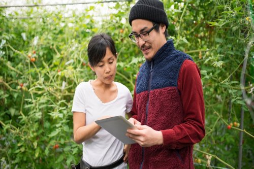 Dos personas de pie en un cultivo o invernadero, revisando una tablet o carpeta entre plantas verdes.