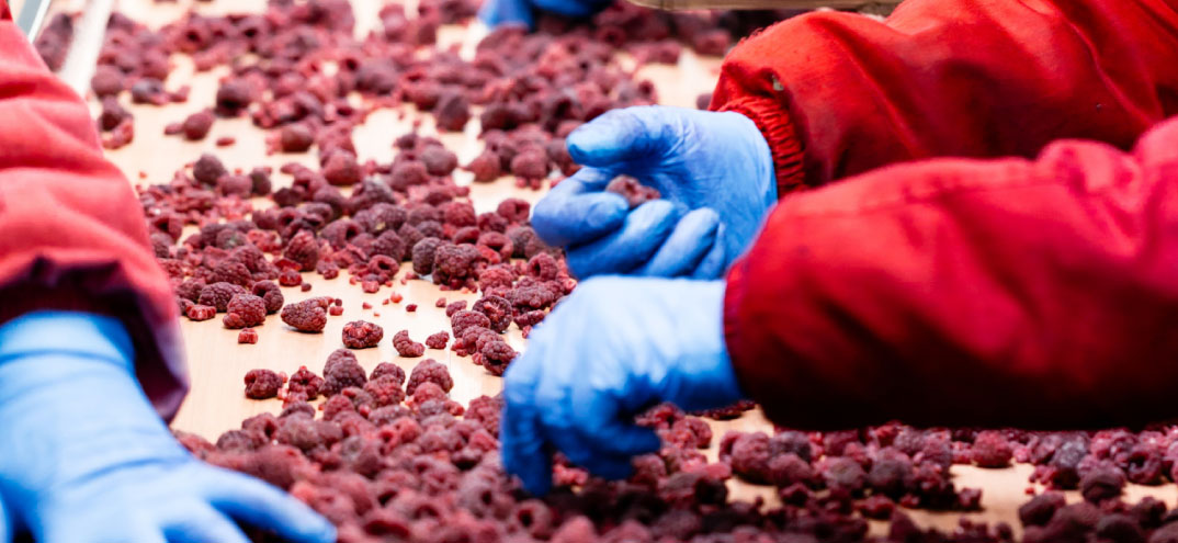 Manos con guantes azules clasificando frutos rojos sobre una mesa de trabajo.