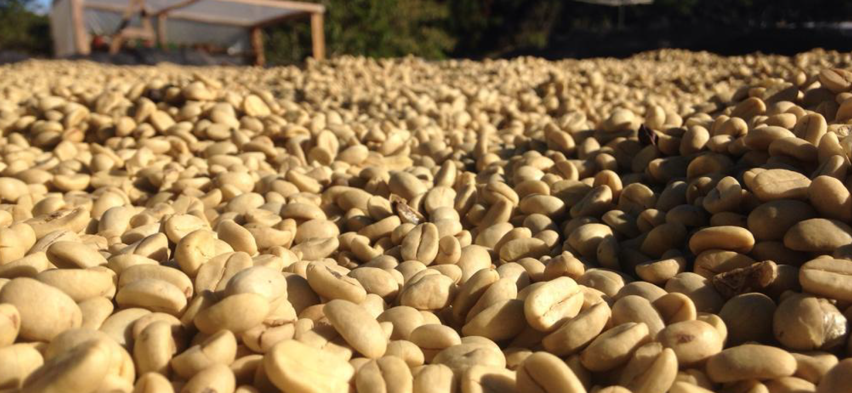 Granos de café secándose al sol sobre una superficie al aire libre.