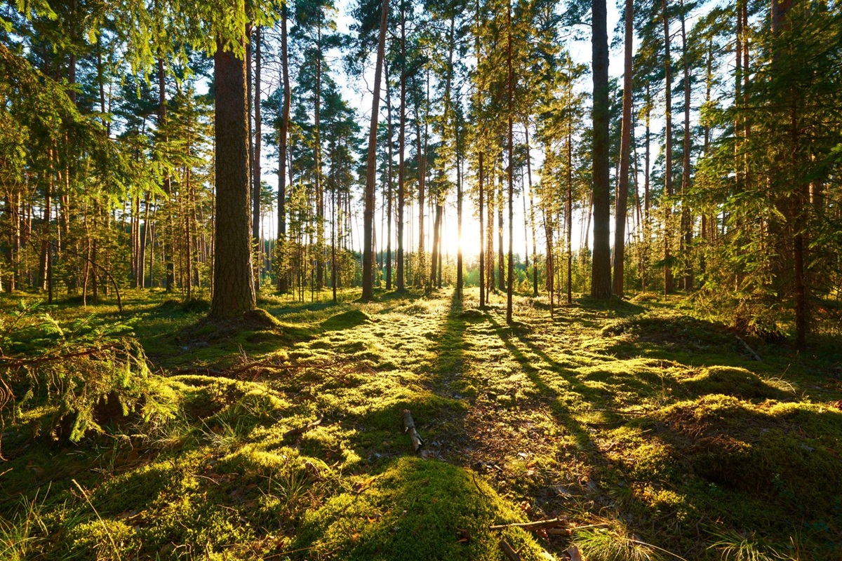 Nature