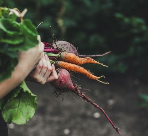 Carrots and beets