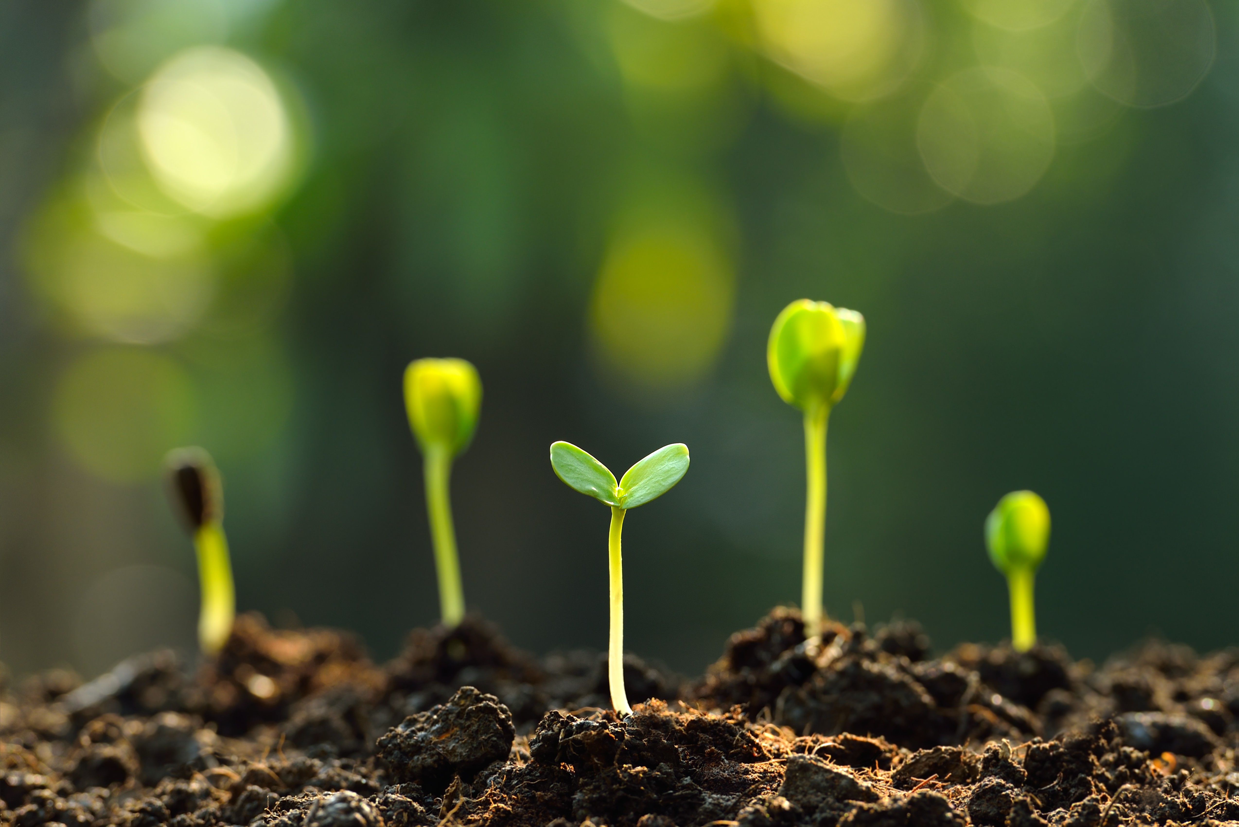 幼嫩的绿苗在土壤中萌发，沐浴在阳光下，背景是模糊的自然景色