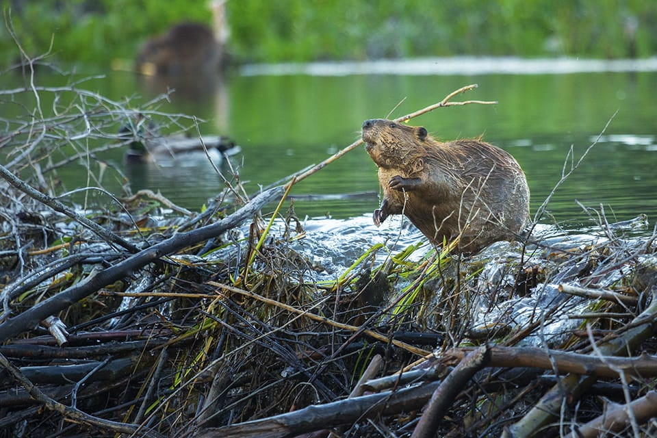 Een bever in de natuur