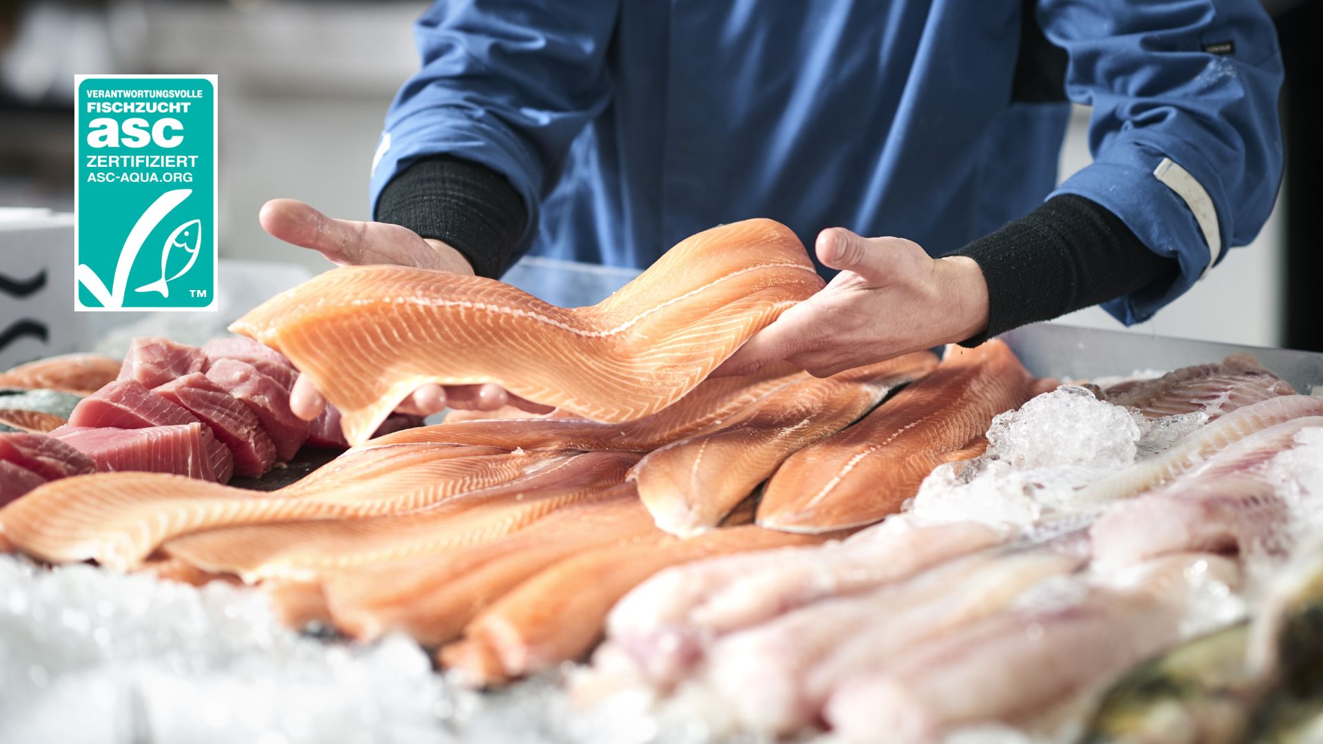 Person som håller upp laxfiléer över en isbädd med annan färsk fisk, med ASC-spårbarhetscertifieringsmärke i hörnet.