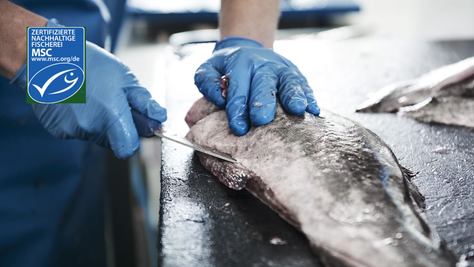 Handskar i blått som filéar en fisk på ett arbetsbord med MSC-certifieringsmärke i hörnet - med MSC certifiering kan du bidra till ett sundare hav och hållbar fisk- och skaldjursmarknad.