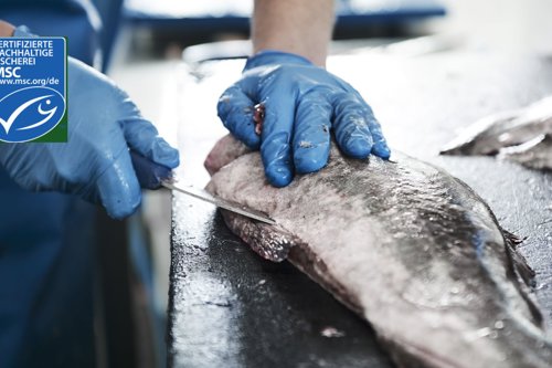 Handskar i blått som filéar en fisk på ett arbetsbord med MSC-certifieringsmärke i hörnet - med MSC certifiering kan du bidra till ett sundare hav och hållbar fisk- och skaldjursmarknad.