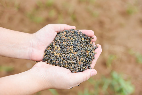 Hands which contain seeds to illustrated food safety training by Kiwa.
