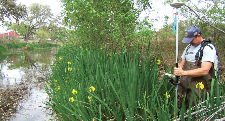 Kiwa employee standing near a creek with surveying equipment, surrounded by tall green reeds and yellow flowers.